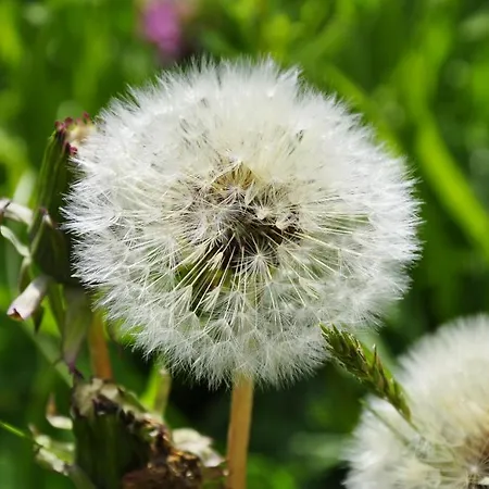 Zur Schmiede Dachsberg im Schwarzwald
